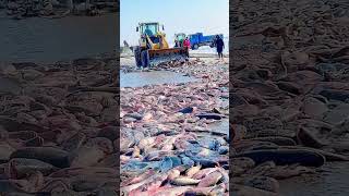 The process of loading fish on the frozen lake ice [upl. by Enoek]