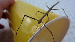 Local Wildlife  Phasmatodea quotCommon Stick Bugquot [upl. by Tiga]