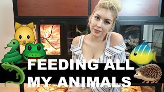 Feeding All My Pets in One Video 🐾 [upl. by Aneleiram]