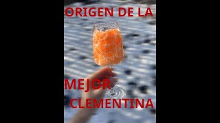 Historia de la mandarina Clemenules la mejor y más apreciada del mundo [upl. by Einehpets91]