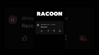 Racoon edit animals comment racoons [upl. by Anyala119]