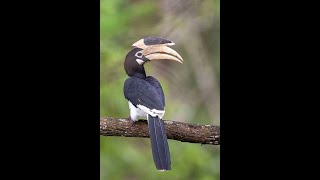 Malabar Pied Hornbill Bird 🐦‍⬛ [upl. by Htebazileyram969]