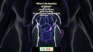 The Vital Functions of the Spleen Unveiled👏 shorts functionofspleen youtubeviralshorts [upl. by Ecirtaemed940]