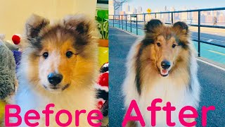 Puppy after 12 months [upl. by Jeri]