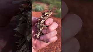 Thorny devil A spiky desert survivor that drinks water through its skin animals shorts [upl. by Llertnac92]