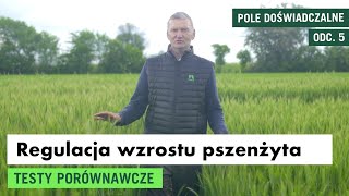 Regulacja wzrostu pszenżyta ozimego [upl. by Gronseth531]