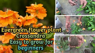 All about crossandra flower plant  How to grow amp carepropagationbest potting soilcutting update [upl. by Piefer]