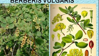 BERBERIS VULGARIS  ΑΝΤΙΜΕΤΩΠΙΣΗ ΟΞΕΩΝ ΚΑΤΑΣΤΑΣΕΩΝ ΜΕ ΟΜΟΙΟΠΑΘΗΤΙΚΗ [upl. by Zebedee815]