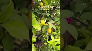 cytryna lubelskie lemontree owoce gardening poland tree trees egzotyka harvest lemon [upl. by Raul]