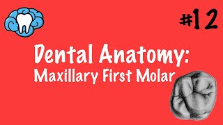 Dental Anatomy  Maxillary First Molar  INBDE [upl. by Lennie612]