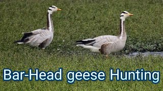 Geese Hunting  Hunting  Bar headed goose hunting in pakistan 2021 [upl. by Hillman]