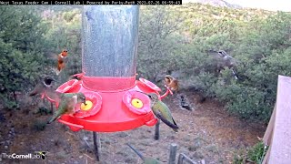 Insane Hummingbird Diversity During Morning Rush In West Texas – July 26 2023 [upl. by Neram685]