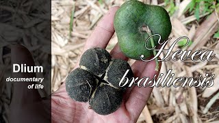 Rubber tree Hevea brasiliensis  part 4 [upl. by Kenneth184]