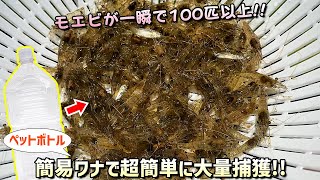 【衝撃映像】ペットボトルで作った簡易ワナで野池のモエビを一瞬で大量捕獲する方法【無料で釣り餌・屋外ビオトープやアクアリウム飼育にも！】 [upl. by Leachim]