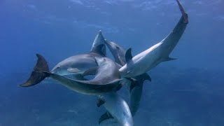 Dolphins from Hurghada mating season [upl. by Araet]