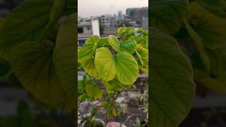 Bauhinia Variegata Plant  Kachnar Mountain Ebony  kachnar plants flowers [upl. by Radu]