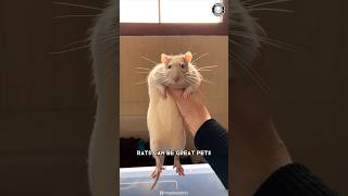 Rats 🐀 Why They Make Great Pets [upl. by Kciregor]