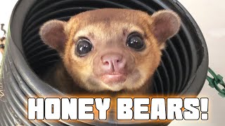 Kinkajou Rescue Visit What you should know about these Cute Creatures [upl. by Einneg]