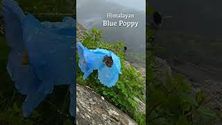 Himalayan Blue Poppy Meconopsis Betonicifolia [upl. by Jeremias]