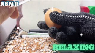 ASMR peel the shiny eggs 3 asmr relaxing [upl. by Nolram841]