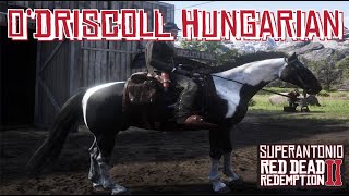 One of The ODriscolls Has a Male Piebald Tobiano Hungarian Halfbred in Red Dead Redemption 2 [upl. by Farkas507]