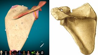 ¡ANATOMÍA DE LA ESCÁPULA EN MINUTOS FÁCIL SENCILLO Y RÁPIDO ✅ [upl. by Jefferey]