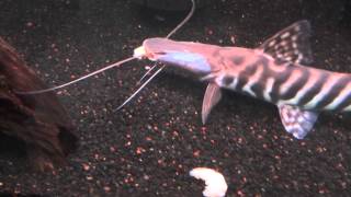 Tigrinus catfish [upl. by Ekeiram857]