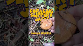 Foraging Slippery Jacks 😋🐌💦 foraging foragedfood ediblemushrooms fungi [upl. by Brigida]