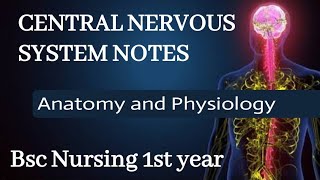 Central Nervous System CNS Explained  Anatomy for BSc Nursing 1st Year Students [upl. by Ennasil]