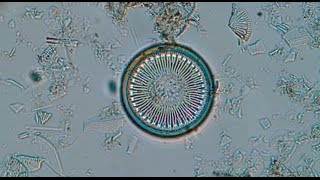 Diatom algae populations tell a story about climate change in Greenland  Science Nation [upl. by Lleruj]