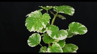 Polyscias scutellaria  Fiederaralie Shield Aralia [upl. by Bartholomew]