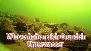 Wie verhalten sich Grundeln Unterwasser [upl. by Schaaff]