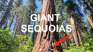 Exploring the GIANT Sequoias in Calaveras Big Trees State Park [upl. by Enom677]