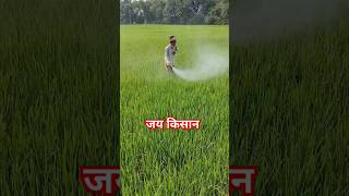 Insecticide SprayFarming FieldShort videoRanabhaja [upl. by Julio]