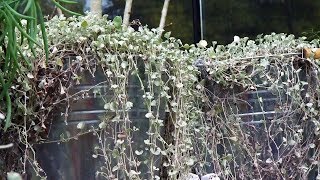 Dichondra repens silver falls  Decogarden  Jardinatis [upl. by Iluj]