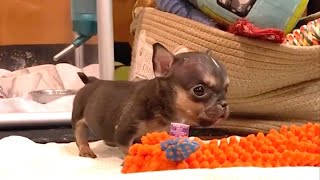 The Tiny Orphan Puppy Has Hydrocephalus But Has Changed Amazingly After Rescued [upl. by Eenahpets868]