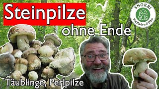 Steinpilze ohne Ende  Täublinge und Perlpilze  Alles ist da Anfang Juni 2023 [upl. by Adrea]