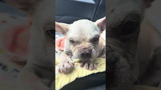 Overbred Malnourished Mange Covered Frenchie with Severe Dental disease STORY BELOW [upl. by Wing18]