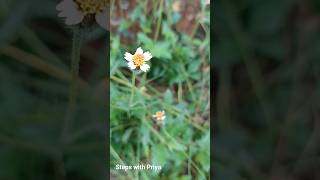 Shaggy soldier short youtubeshort medicinalherb nature Galinsoga quadriradiata dragonfly [upl. by Anemaj]