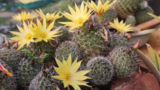 Mammillaria cactusPin cushion cactusbeautiful flowerscare [upl. by Winthrop]