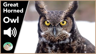 Great Horned Owl  Sounds [upl. by Ellinej982]