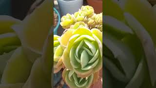 ECHEVERIA MANDALA CITRUS monicasuculentaecia coloniasdesuculentas shortsyoutube [upl. by Eolc]