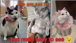 Chonky Cats Compilation  Funny Chubby Cats  Try Not to Laughthe most loblveable chunky cats [upl. by Eded]