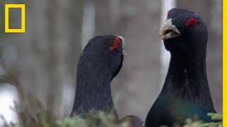 Pour séduire le grand tétras mâle ne laisse rien au hasard [upl. by Rory]