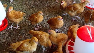 Sasso F1 Chicken Farming Most Profitable Agribusiness [upl. by Steffi]