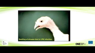 Avian Influenza 1 Aetiology Geographical situation and Clinical Signs [upl. by Alial]