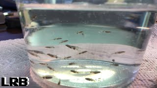 Breeding Pencilfish Pyrrhulina Vittata the Banded Pencil Fish [upl. by Ynahpets]