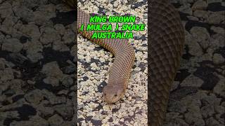 King Brown  Mulga  Snake Australia 🪱🪱🪱 findinggspots [upl. by Aicylla]