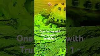 Trunky the Horsefield Tortoise  one Friday with Trunky part 1  breakfast [upl. by Mccowyn]