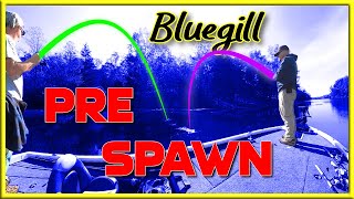 MAY FISHING  PreSpawn Bluegill Fishing [upl. by Burrill52]